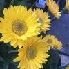sunshine123276